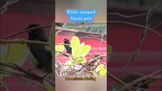 A pair of white rumped munia preening their feathers trending tamilsong shortsbirdsviralvideo [upl. by Ahsiuqram]