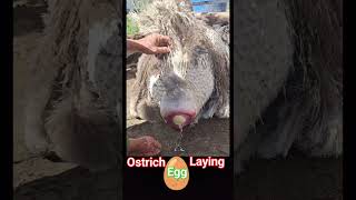 Ostrich laying an egg🥚  ostrich bird laying eggs  🥚 ostrich egg shorts [upl. by Schouten]