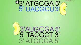 Antisense RNA technology [upl. by Gnuhn]