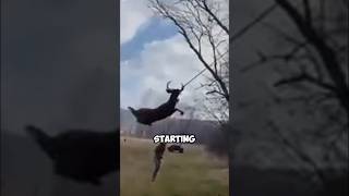 This deer accidentally got its horns caught in a ropedeer healing shortvideo shorts save [upl. by Fairfield345]