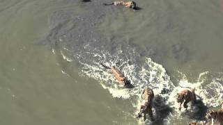 Live ducks fed to tigers at Heilongjiang Tiger Park [upl. by Calvo]