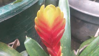 Bromeliad Vriesea plant with flaming sword flower [upl. by Atterg]