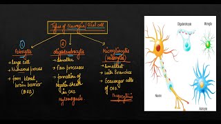 Neural Control and Coordination Lec 2 I Myelinogenesis I Neuroglia Glial cell I Biology I NEET [upl. by Assert339]