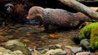 食蟹獴捉魚 crabeating mongoose catch fish [upl. by Miett]