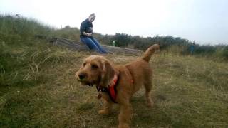 Basset Fauve de Bretagne Puppy  Rubys first vacation 2017 [upl. by Toy]