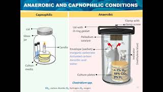 Microbial Growth Basic Microbiology [upl. by Llewsor]