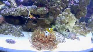 Clownfish Feeding Anemone [upl. by Elijah]