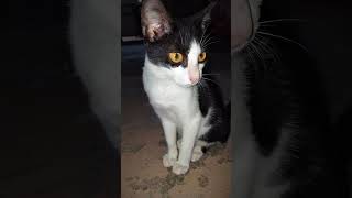 shorts shortvideo catlover cat [upl. by Serolod]