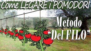 Come LEGARE i POMODORI col quotMETODO del FILOquot  Coltivare POMODORI  La Guida PASSO dopo PASSO ep 2 [upl. by Abate]