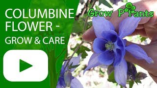 Columbine flower  grow and care Aquilegia plant [upl. by Loren]