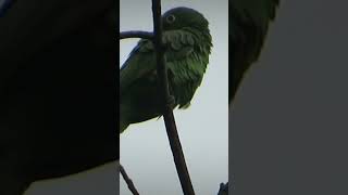 The yellowheaded parrot enjoys the cold or dull day birds animallover animals [upl. by Enairda]