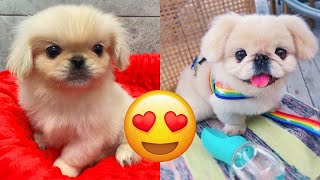 Pekingese — Adorable And Hilarious Videos And Tik Toks Compilation [upl. by Mazurek]