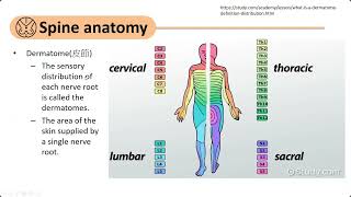 20240813 重症照護系列課程 Acute spinal cord injury  GuillainBarre syndrome and Myasthenic crisis [upl. by Atinnek311]