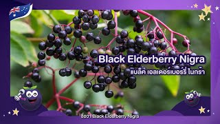 Sambucol Black Elderberry Nigra  แซมบูคอล แบล็คเอลเดอร์เบอร์รี่ ไนกร้า [upl. by Enitnemelc]