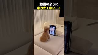 動画みたいになるもんか！！！海外の反応 海外のリアクション 外国人 おもしろ動画 爆笑動画 笑える バズった動画 癖が強い shorts ドッキリ [upl. by Revert474]