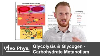 Glycolysis and Glycogen  Carbohydrate Metabolism and Storage [upl. by Thunell701]