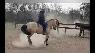 caballo criollo de rienda [upl. by Abibah]