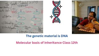 The genetic material is DNAmolecular basis of inheritance class 12thNeetNCERTby anubha maam [upl. by Arvid]