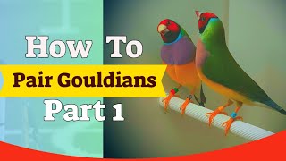 Gouldian Finch Pairing  6 Pairs Breeding Season Part 1 [upl. by Hteazile]