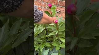 How To Stop Bind Weed Taking Over In The Garden bindweed weeding gardeningtips gardeningvideos [upl. by Lolanthe]