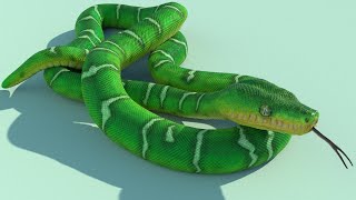 Emerald Tree Boa [upl. by Hadeehsar]