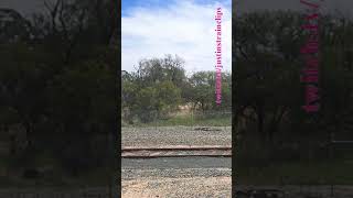 VLINE Southern Cross To Rochester 051124 victoria shorts shortvideo train travel views [upl. by Emera250]