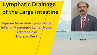 Lymphatic Drainage of the Large Intestine [upl. by Sherris744]