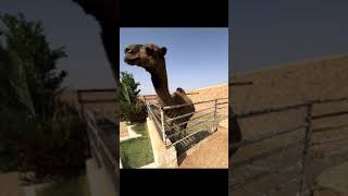 Parque Tefileten Ghardaïa Argelia 🇩🇿 [upl. by Geraint]