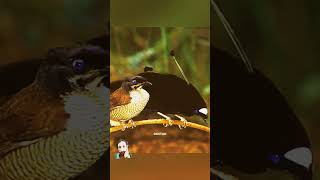 The dasing bird birds amazingfacts p interestingfacts animals new trending dastan latest [upl. by Nicolau]