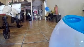 Husky Plays With iFetch Automatic Dog Ball Launcher [upl. by Ainnat]