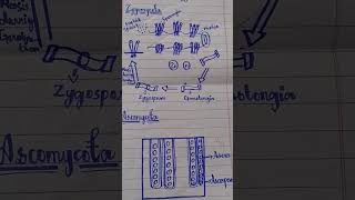 Structure of zygomycota and ascomycota [upl. by Hegarty]