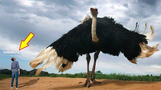 10 BIGGEST BIRDS In The World [upl. by Rann]