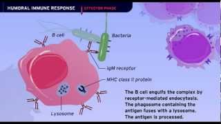 The Humoral Immune Response [upl. by Alym]