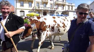 Alpabzug 2019 Plaffeien [upl. by Enylhsa232]