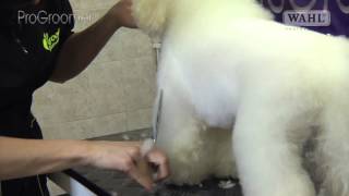 Grooming Guide  Bichon Frisé Pet or Salon Trim  Pro Groomer [upl. by Velick]