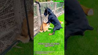 🔥 Warrior Training Protecting Your Owner” dog germanshepherd k9 dogtraining doberman k9s [upl. by Kingsley28]