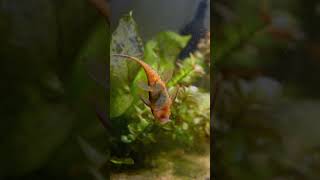 Eating Algae 🌿🧼 fishaquarium fish fishtank [upl. by Leora]