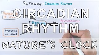 Circadian Rhythm  Pathway of Biological Clock [upl. by Sarazen98]