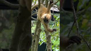 leaf monkey babies [upl. by Shakespeare]