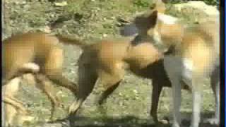 PODENCO ANDALUZ [upl. by Fiedling]