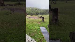 Rabbit song🐰 reels rabbit clay asmr training rain france nature passion shoot games [upl. by Innus]