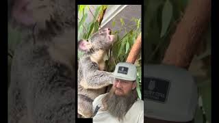 Koala Bear Sounds hilarious funny crazy amazing crazystory themoreyouknow funnyreels [upl. by Kirimia]