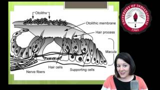 Lesson 1 Vestibular Anatomy [upl. by Ellevehc202]