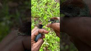 Lesser Antillean Tanager  A bird in the Hand birds shorts nature [upl. by Ailee]