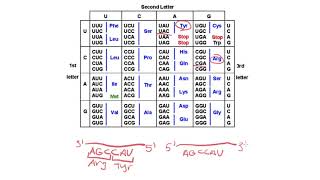 How to read a codon chart [upl. by Walke934]