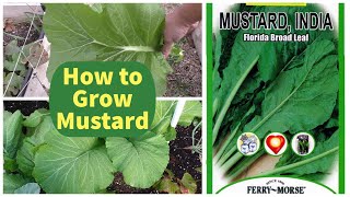 Growing Mustard Greens  How To Grow Mustard  Florida Broad Leaf Indian [upl. by Netnert]