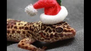 Leopard Geckos in Winter  Temperature Management [upl. by Htidirem]