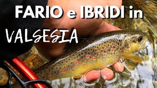 Le FARIO della Valsesia  Alla ricerca di TROTE Native in torrente a Spinning [upl. by Sew]