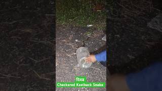 Checkered Keelback Snake Release दिवड snake RescuerAmarjeetGurung [upl. by Eioj]