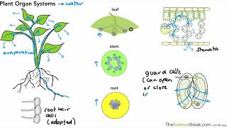 Transport in Plants for AQA 91 GCSE Biology and Trilogy Combined Science [upl. by Airalednac418]